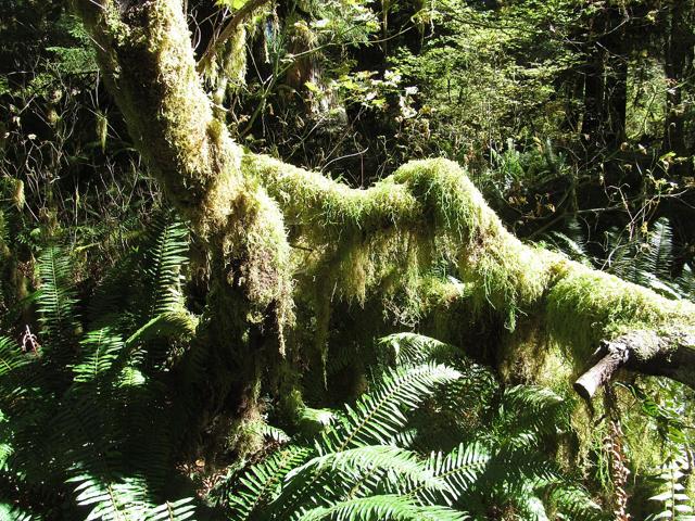 Hoh Rainforest